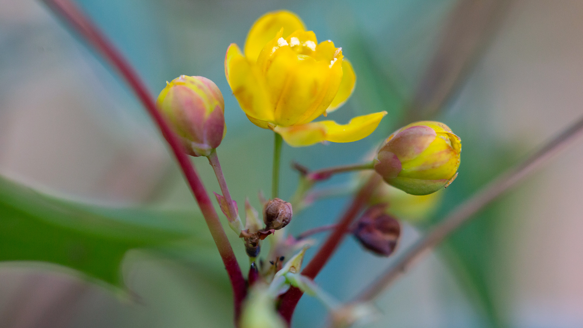 aromatic-agarita-something-sweet-this-month-blooms-garden-style-san