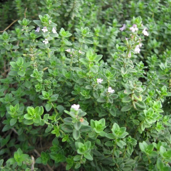 Thyme is not only wonderful in the kitchen, it's beautiful in a garden.