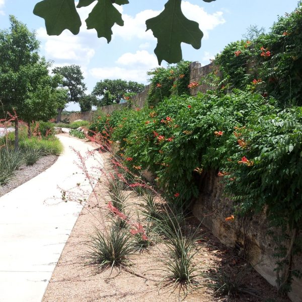 Trumpet Creeper is great if you're looking for something drought-tolerant