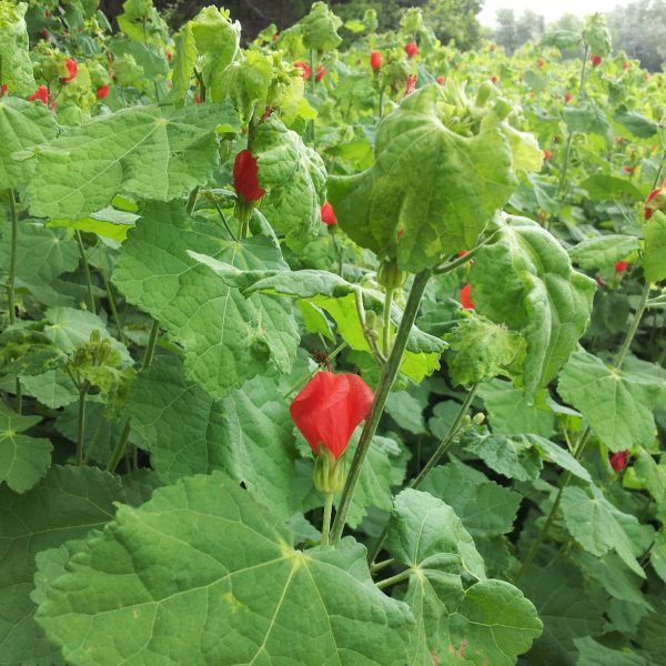 Turk's Cap blooms continuously in warm weather