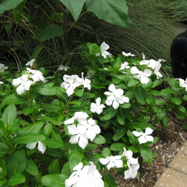 all vincas are susceptible to Phytophthora fungi