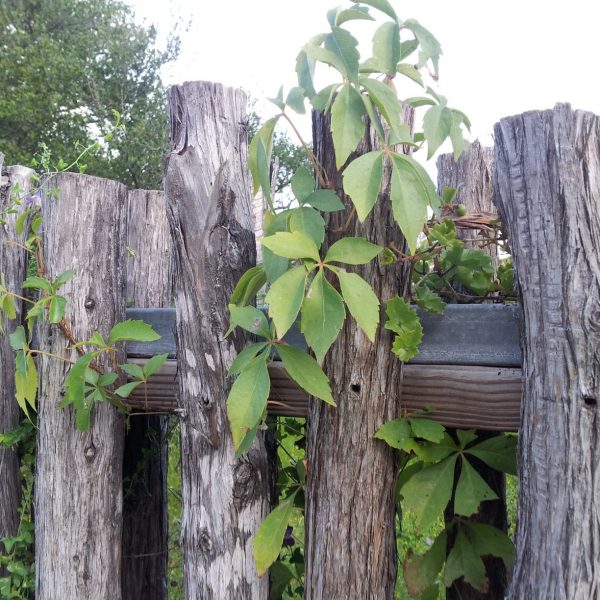 The Virginia Creeper has five leaflets