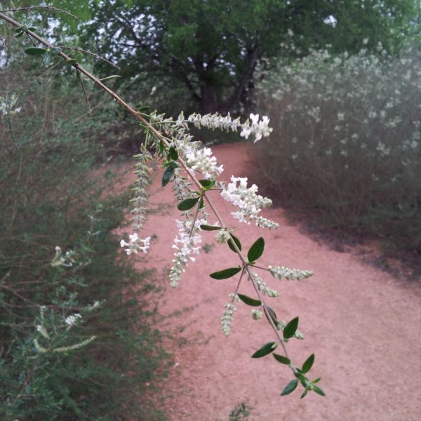 whitebrush flowers on path