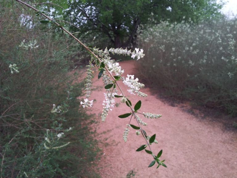 whitebrush flowers on path