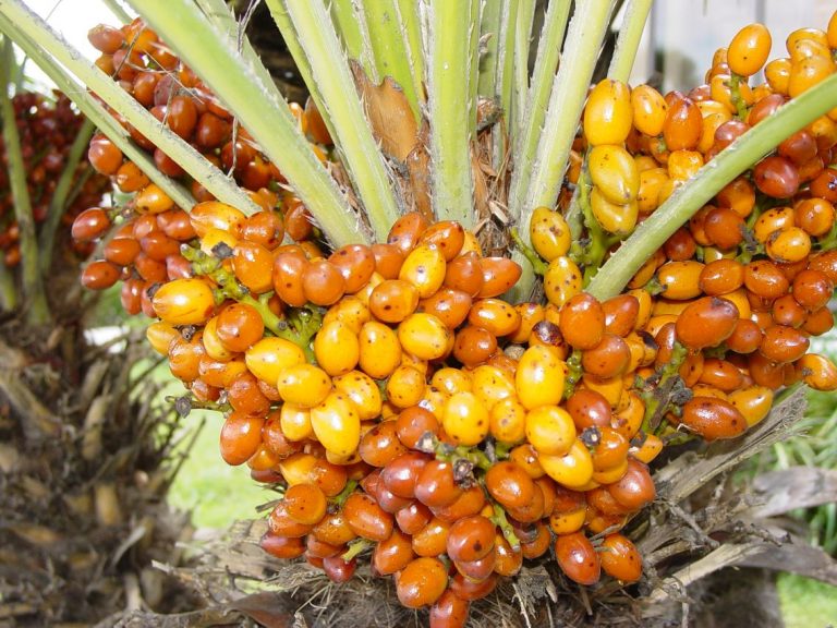 Windmill Palm orange fruit