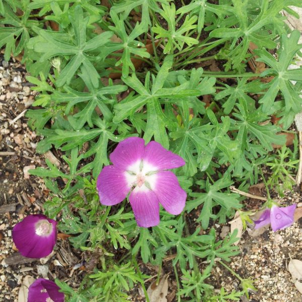 winecups flower