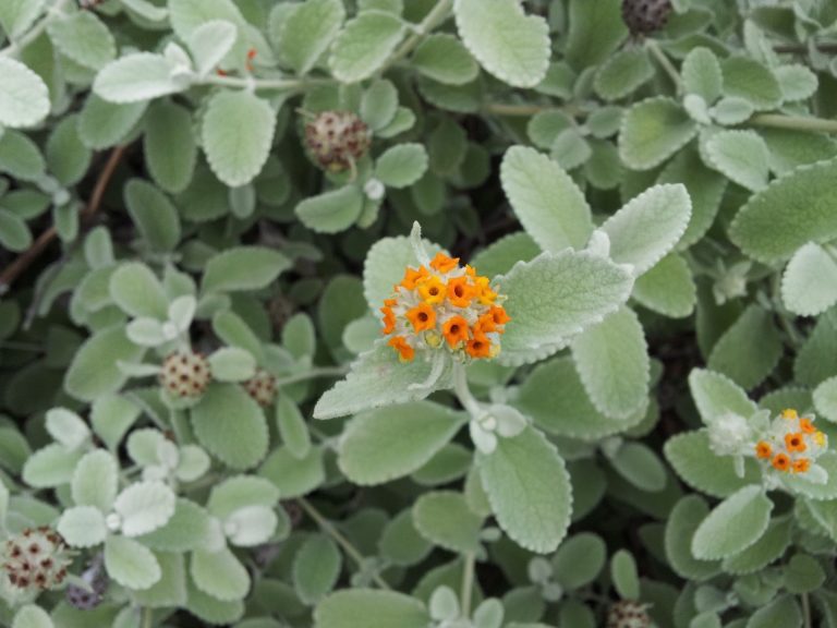 butterfly bush flower