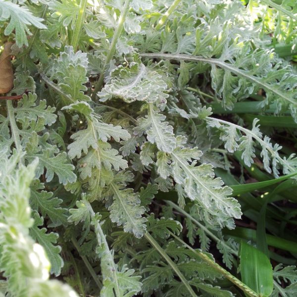 Yarrow leaves