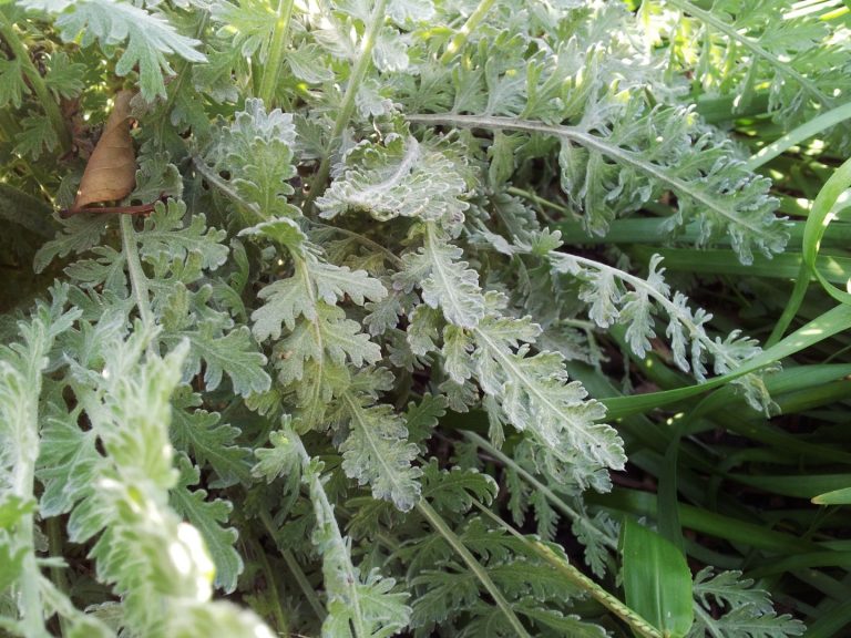 Yarrow leaves