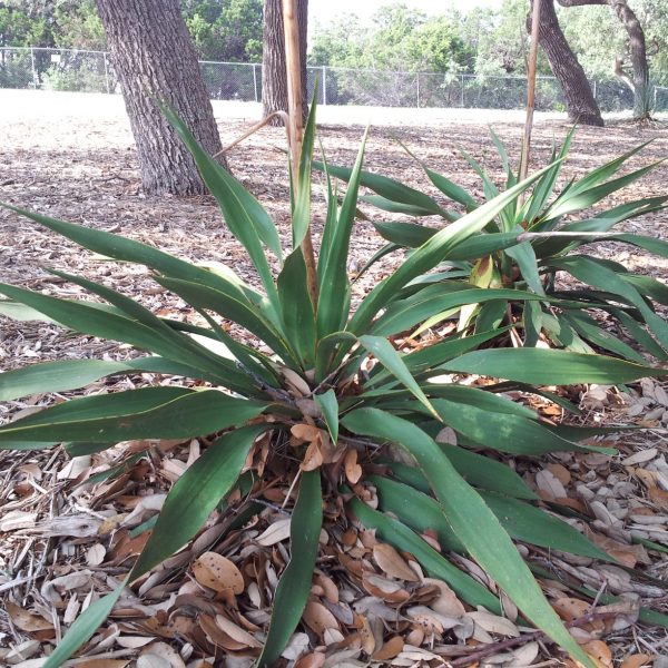 Twistleaf Yucca has unique leaves that naturally twist