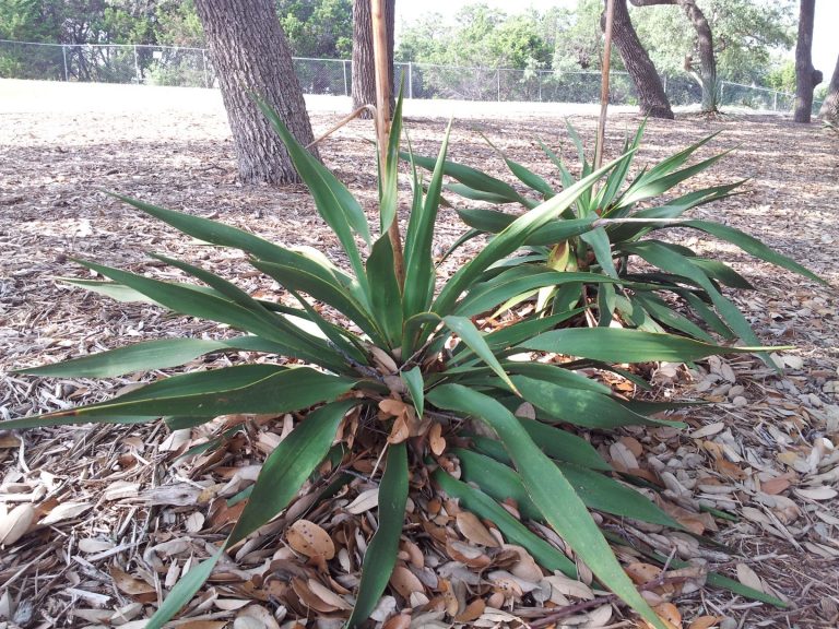 Twistleaf Yucca has unique leaves that naturally twist
