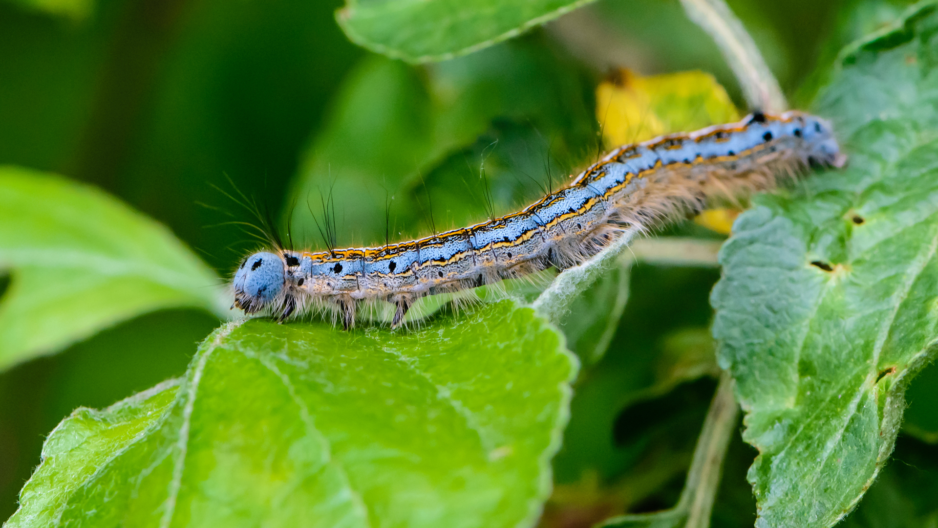 the-april-caterpillars-are-coming-garden-style-san-antonio