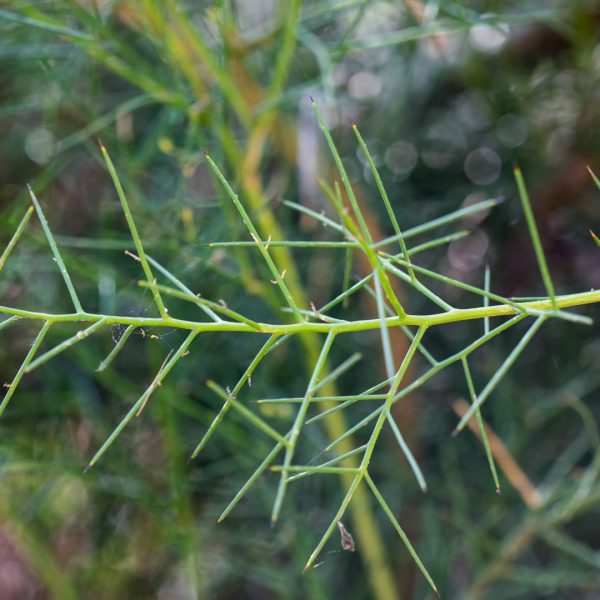 Spiny allthorn leaves and spines.