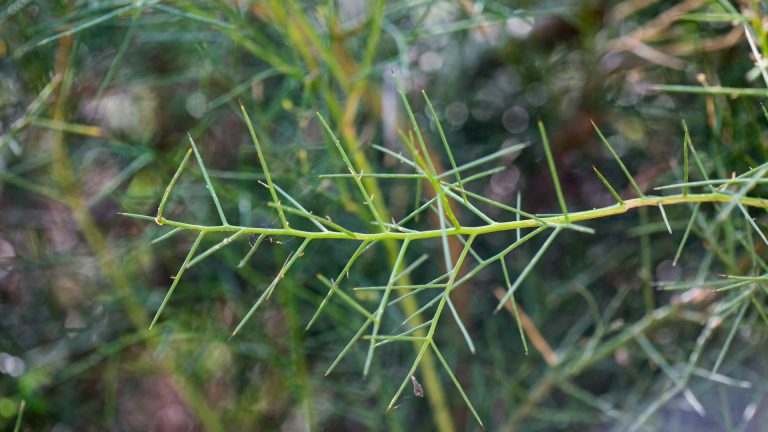 Spiny allthorn leaves and spines.