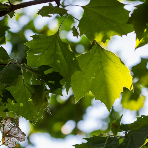 American sycamore leaves.