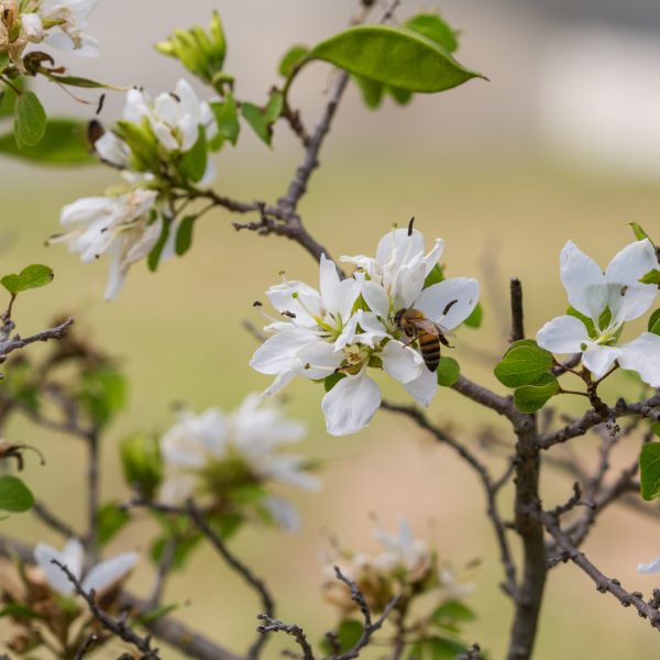 anacacho-orchid-tree-bauhinia-lunaroides-flower