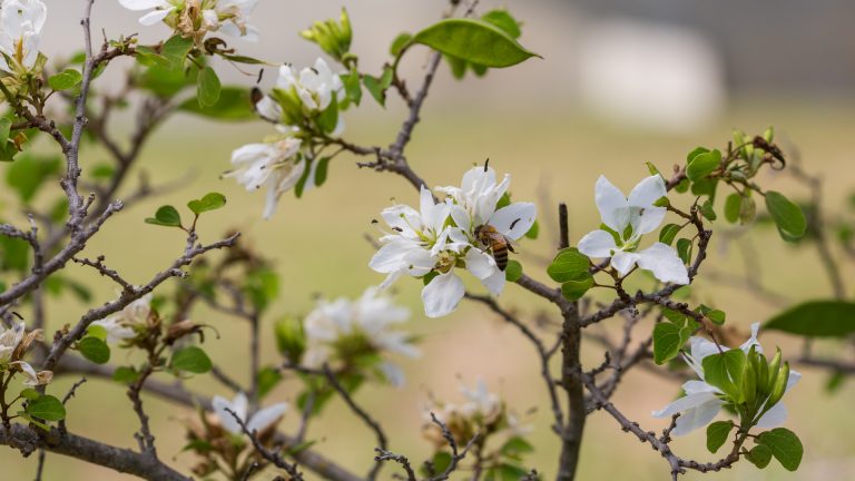 anacacho-orchid-tree-bauhinia-lunaroides-flower