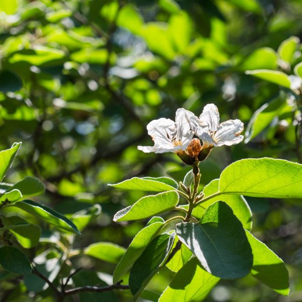 Mexican olive leaves with flower.