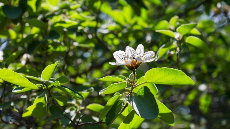 Mexican olive leaves with flower.
