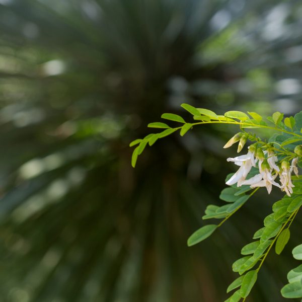 Arroyo sweetwood leaves and flowers.