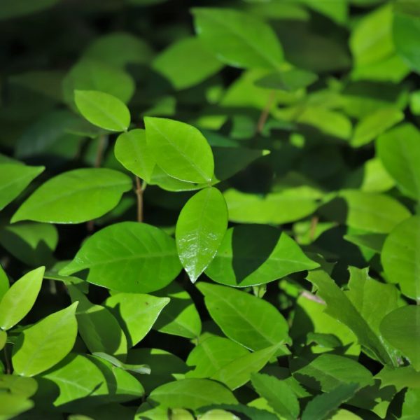 Asiatic jasmine makes a useful groundcover in landscapes too dark to grow grass.