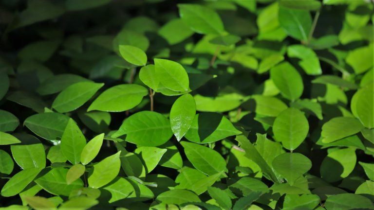 Asiatic jasmine makes a useful groundcover in landscapes too dark to grow grass.
