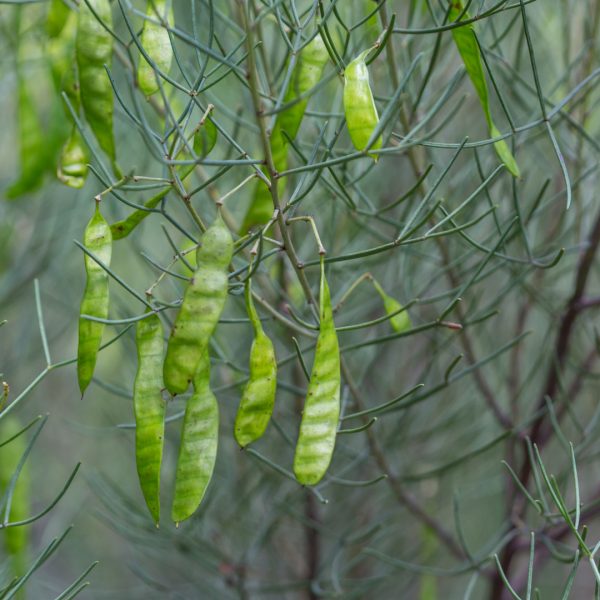Australian senna leaves and beans.
