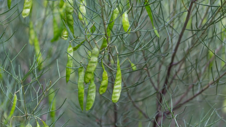Australian senna leaves and beans.