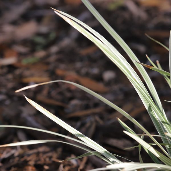 Aztec lilygrass is used to brighten up dark places in the commercial landscape.