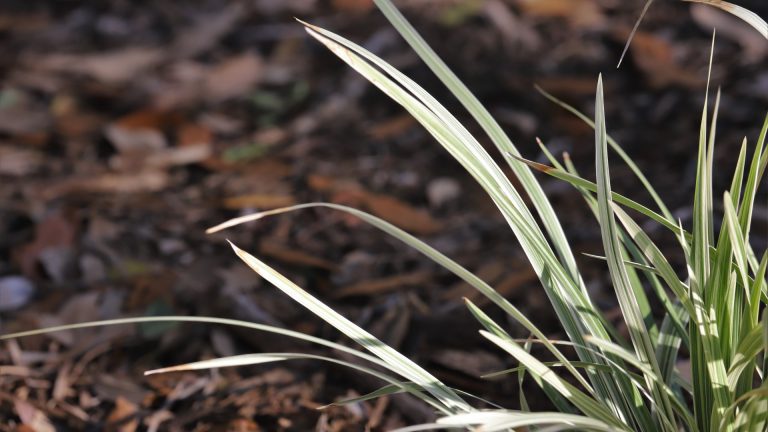 Aztec lilygrass is used to brighten up dark places in the commercial landscape.