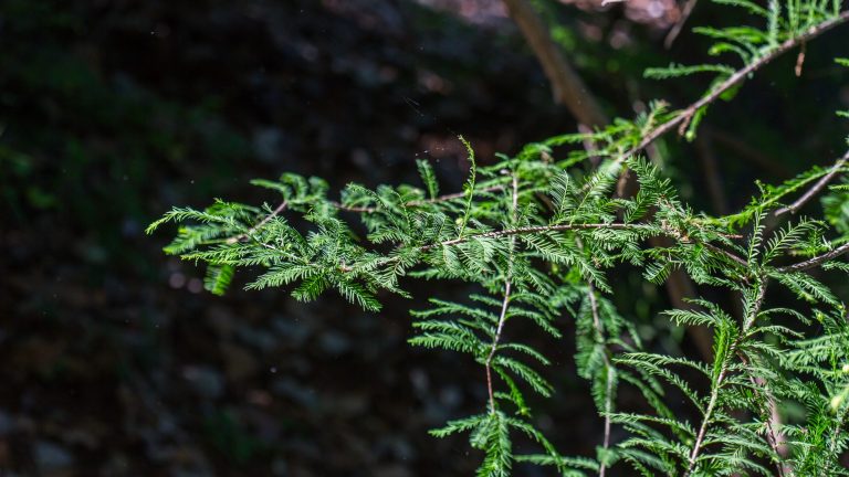 Bald cypress leaves.