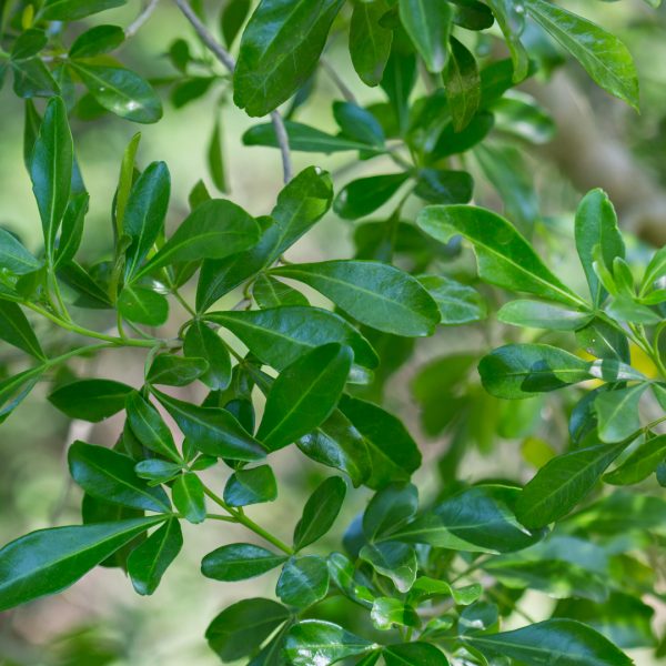 Baretta leaves.