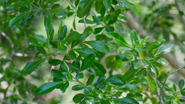Baretta leaves.