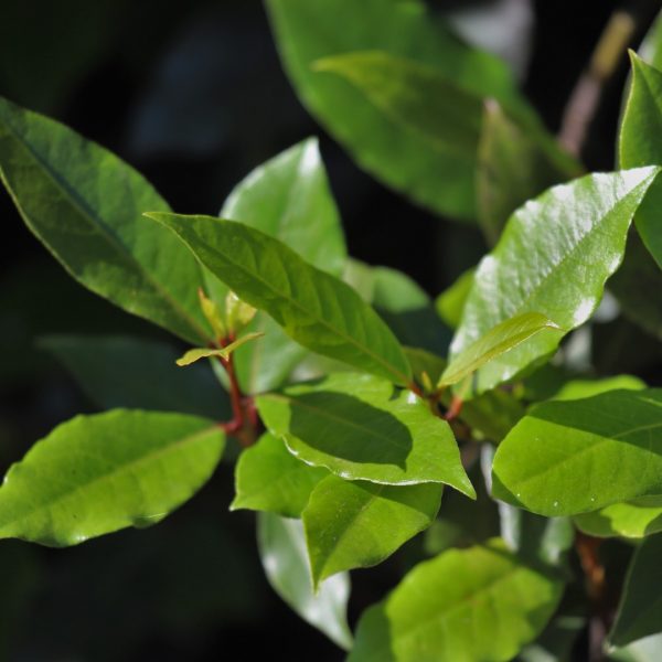 Bay laurel leaves.