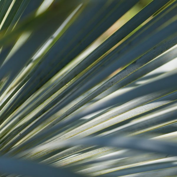 Beaked yucca leaves.