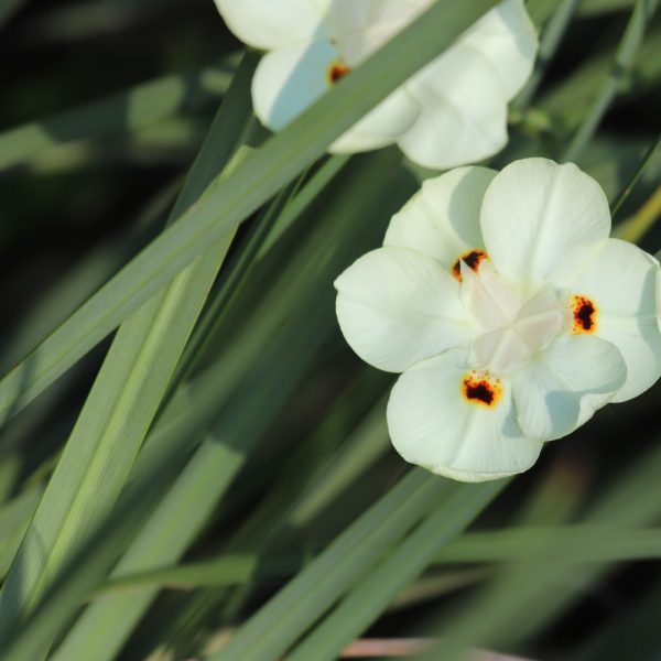 A South African iris with thin swordlike leaves, commonly used in beautification and commercial plantings.