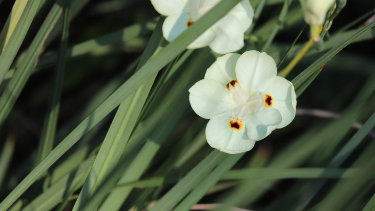 A South African iris with thin swordlike leaves, commonly used in beautification and commercial plantings.