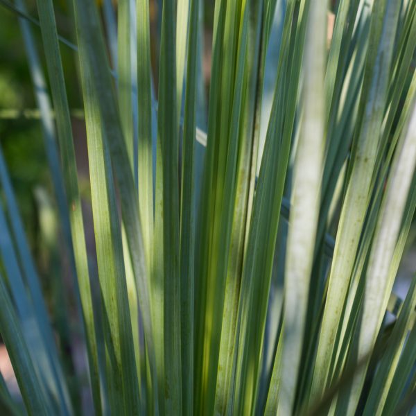 big-bend-yucca-yucca-rostrata-detail-2020-04-16_5d3_0339