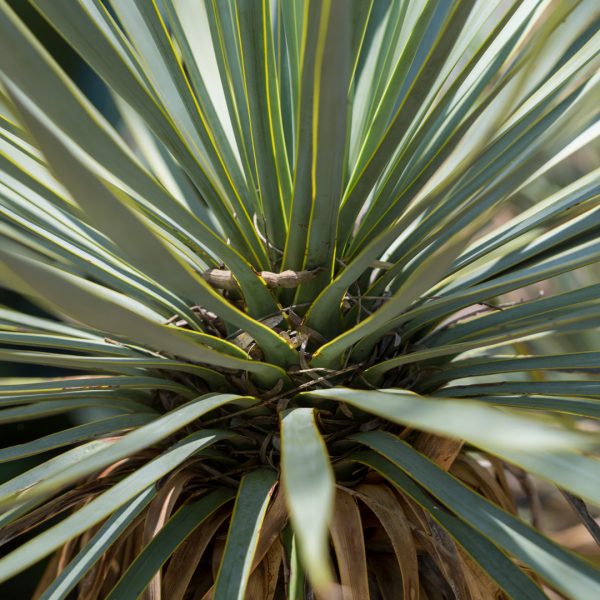 The Mexican grass tree looks like a palm or a yucca, but a closer inspection reveals its leaves are softer.