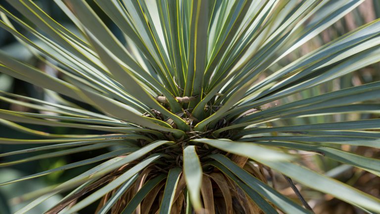 The Mexican grass tree looks like a palm or a yucca, but a closer inspection reveals its leaves are softer.