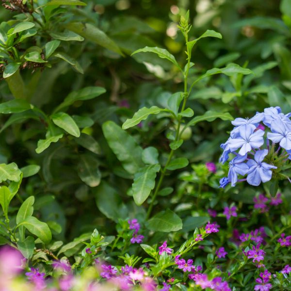 Plumbago leaves and flowers.