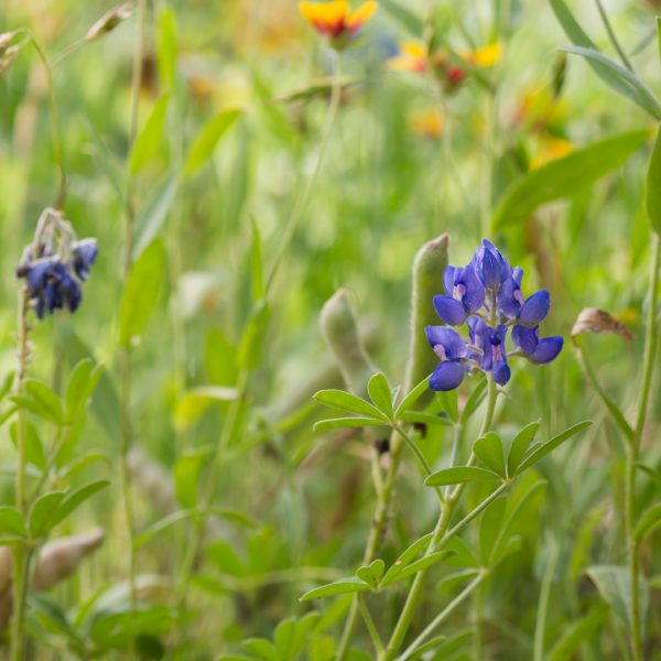 Bluebonnet flowers.