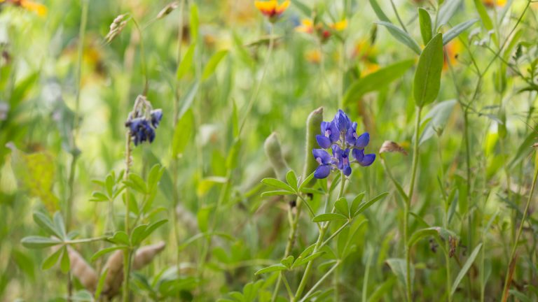 Bluebonnet flowers.