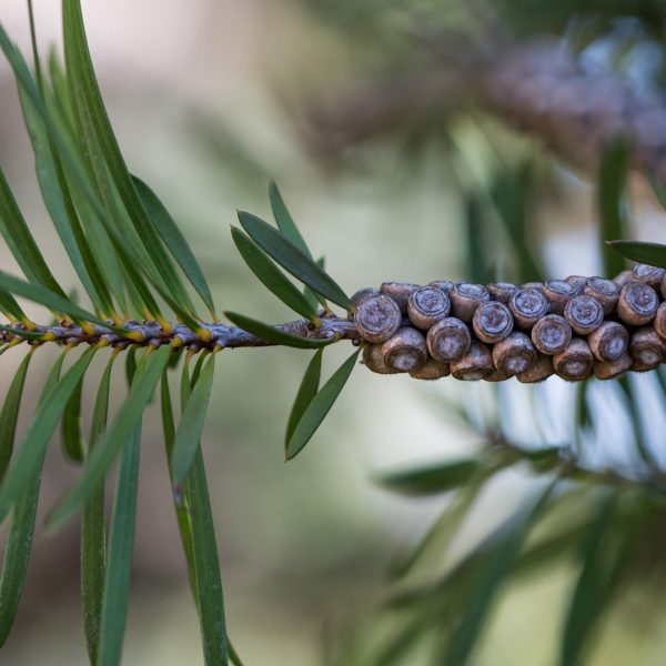 Bottlebrush leaves and seeds.