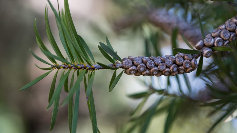 Bottlebrush leaves and seeds.