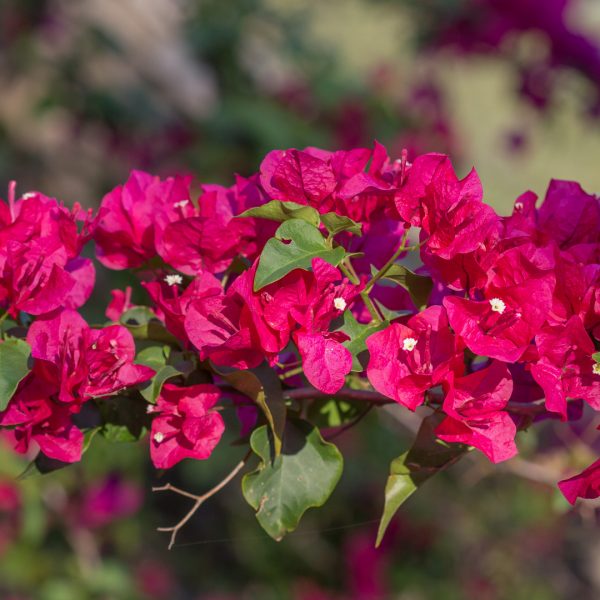 Bouganvillea flowers and leaves.