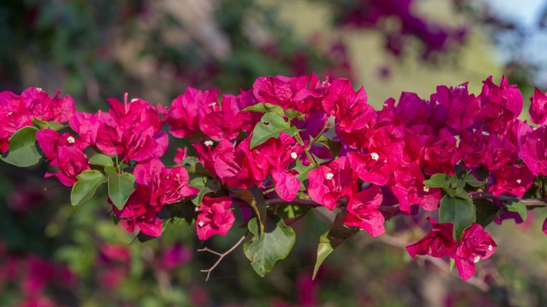 Bouganvillea flowers and leaves.