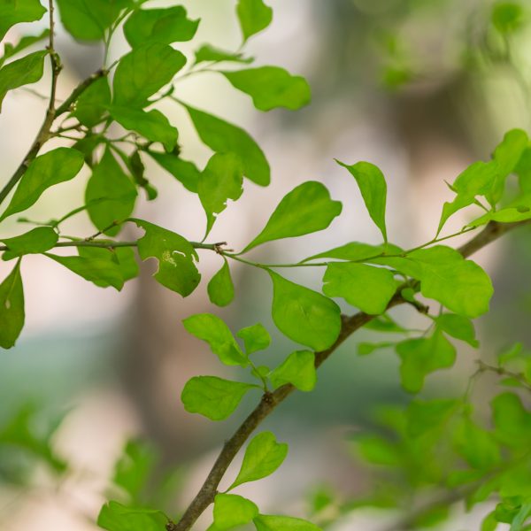 Bluewood condalia leaves.