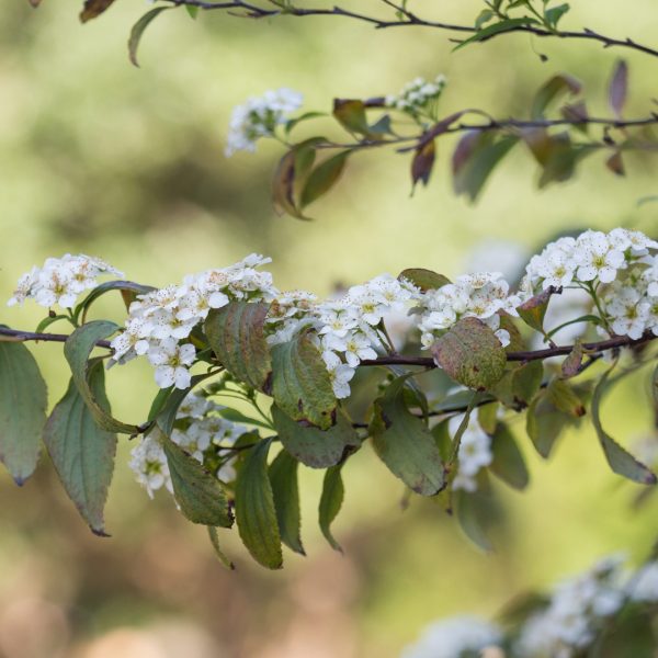 Bridal-wreath spirea leaves and flowers