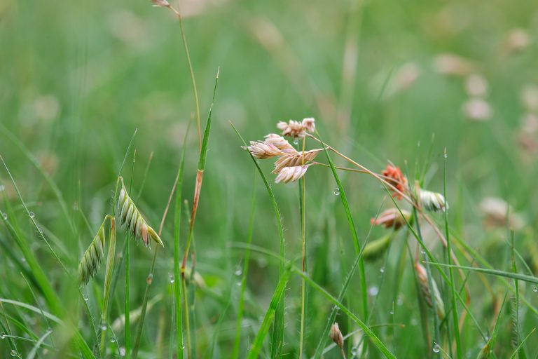Attractive seedheads on a native buffalo grass.